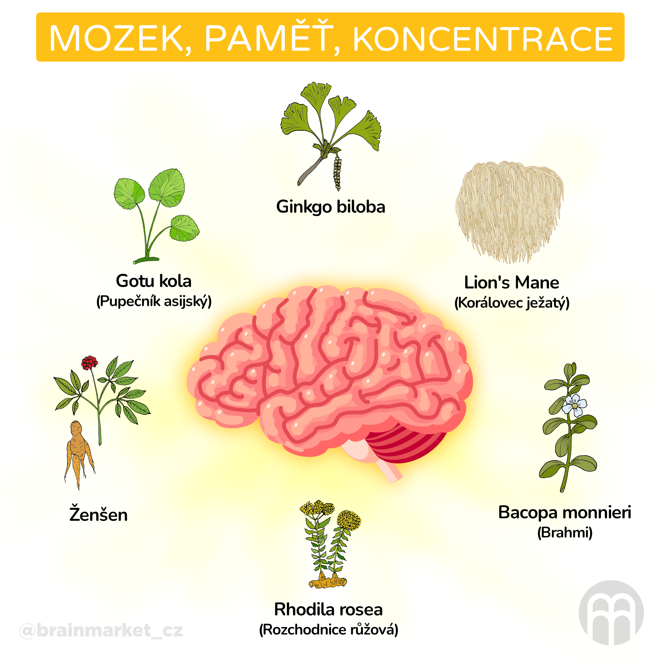 Mozek, paměť, koncentrace_infografika_cz